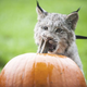 Illustration for article titled Canada Lynx Cub Celebrates Autumn by Nomming Pumpkins